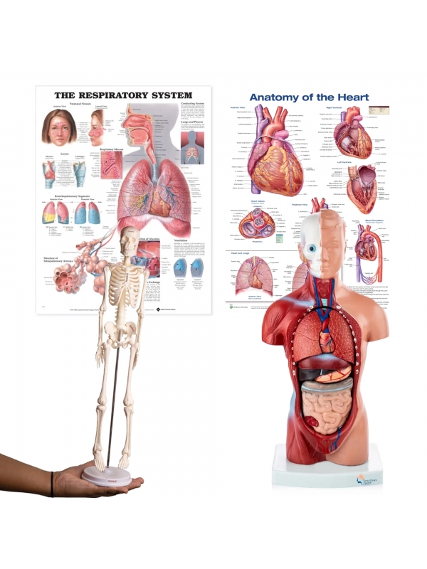 【人体模型】KIKKERLAND HUMAN TORSO 人体模型】KIKKERLAND HUMAN TORSO ZX-1100E Human Torso Small